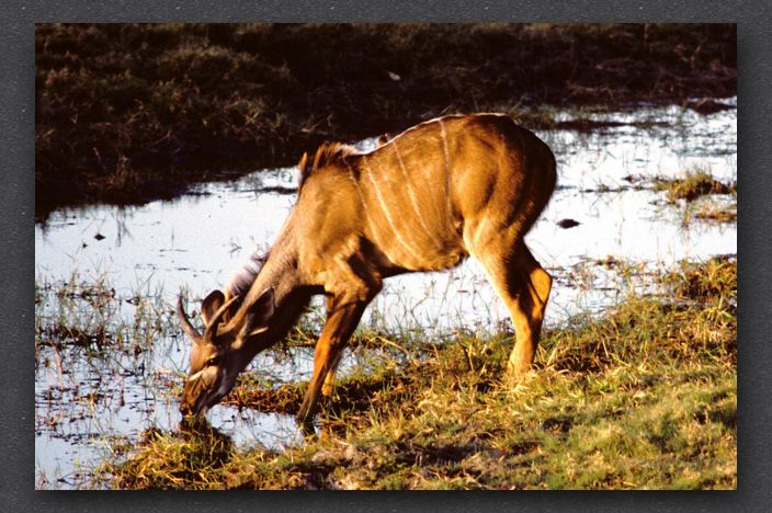 028 kudu