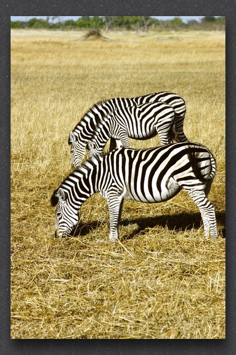 068 zebras