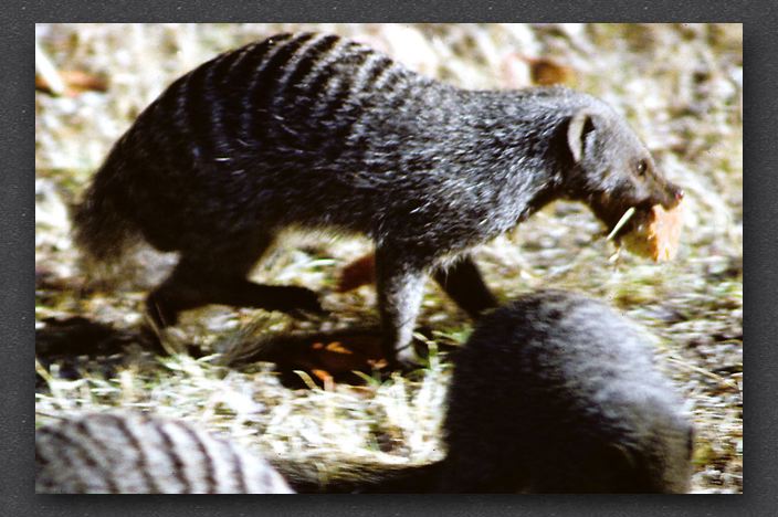 009 banded mongoose