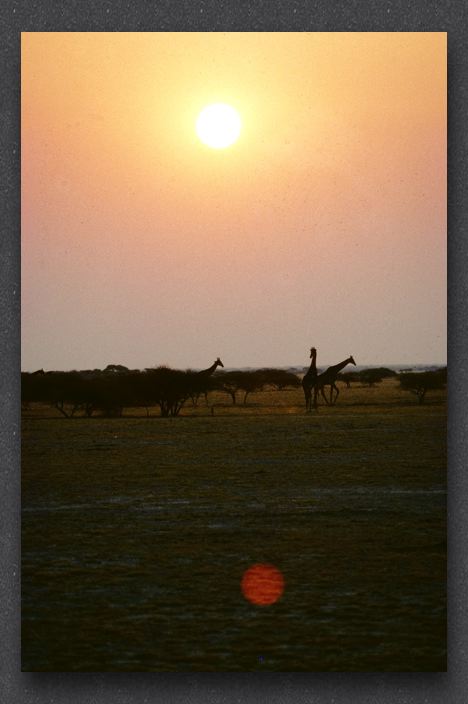 110 Giraffe at sunset