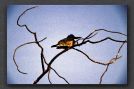 022 kingfisher