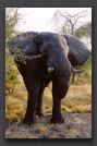 041 Chobe elephants