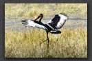 043 saddle billed stork