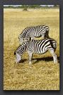 068 zebras