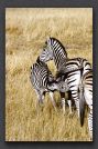 069 zebras