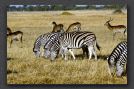 070 zebras