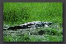 077 Okavango crocodile