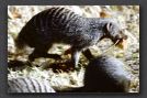 009 banded mongoose