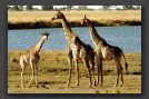 105 Giraffe