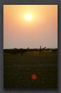 110 Giraffe at sunset