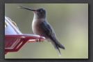 18hummingbird